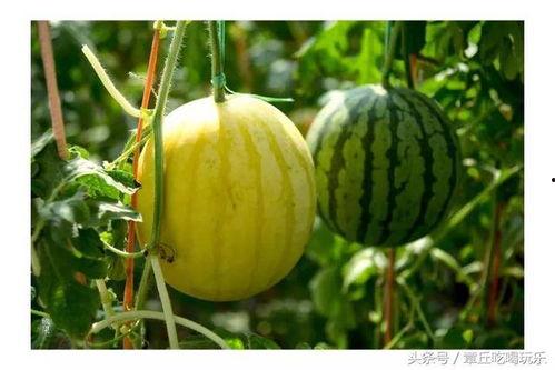 娱乐吃瓜君的瓜